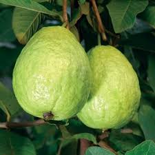 Ổi thái sần