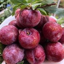 Mận Hậu