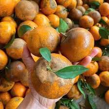 Quýt sen mường khương