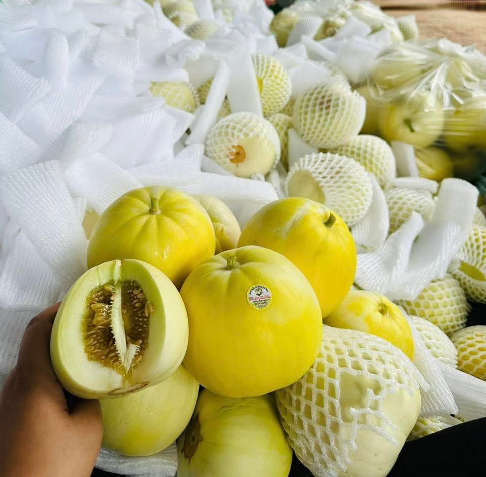 Dưa lê Đầm Tôm